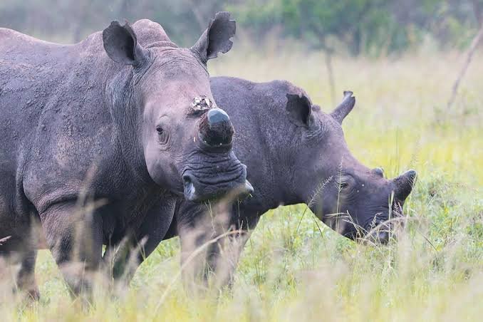 best-uganda-safari-from-kigali-to-uganda