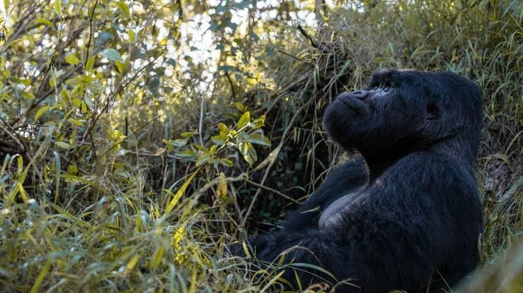 Kigali to Rushaga for gorilla trek