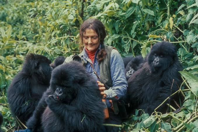 Short Uganda Gorilla Trek Flying from Kigali