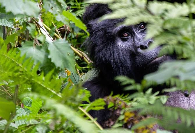 Everything You Need to Know About Short Gorilla Tracking Safaris from Kigali