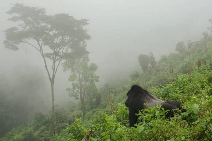 gorilla-habituation-during-the-rainy-season