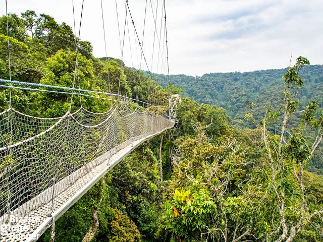 What to do after gorilla tour in Bwindi