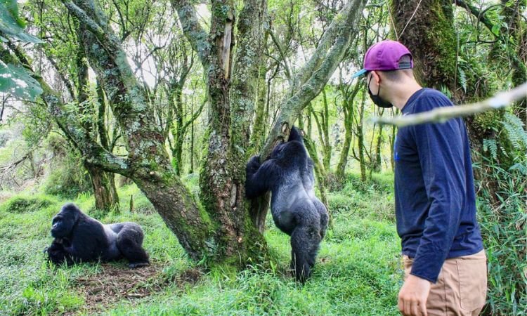 private-transfer-from-kigali-to-mgahinga-for-gorilla