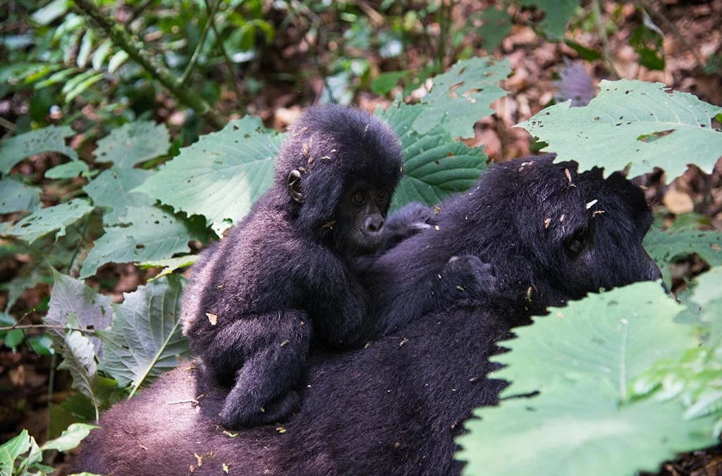 Fly into Kigali Trek Gorillas in Bwindi Uganda