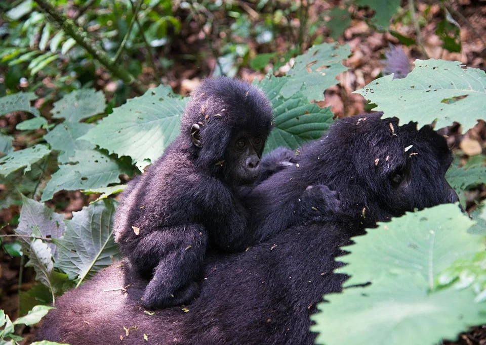 Fly into Kigali Trek Gorillas in Bwindi Uganda