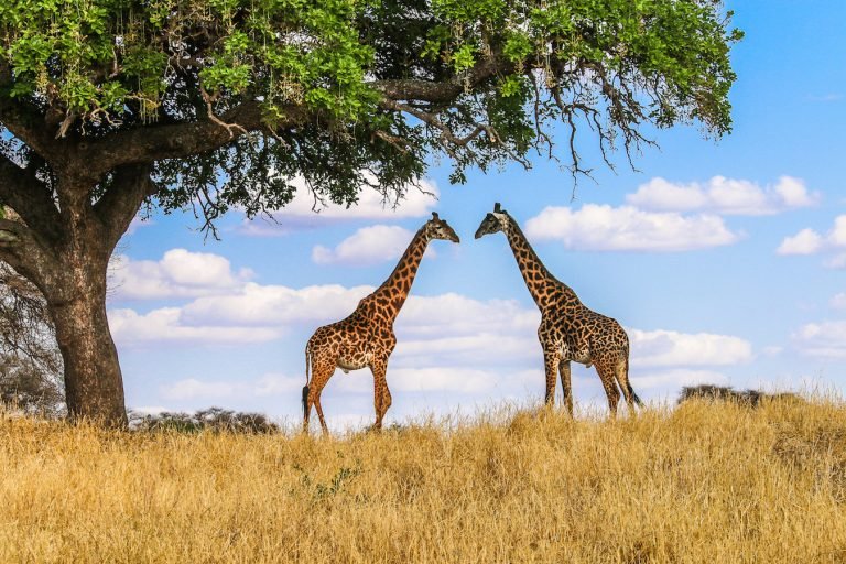 Top Selling Uganda Safaris