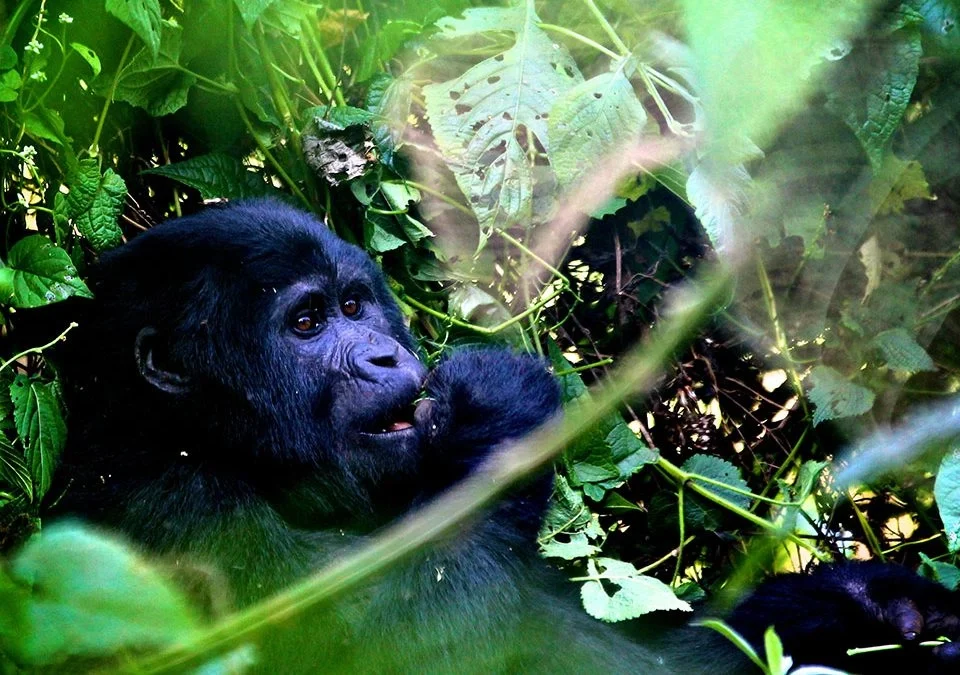 Gorilla Trek from Kigali with Driver Guide