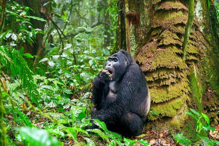 Uganda Gorilla Trekking Packages from Kigali