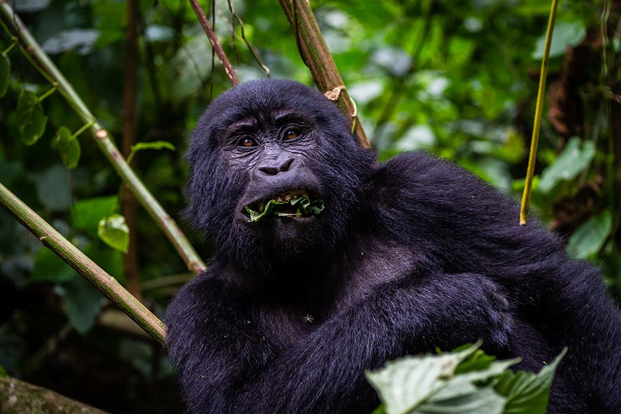 2 Days Gorilla Trek from Kigali