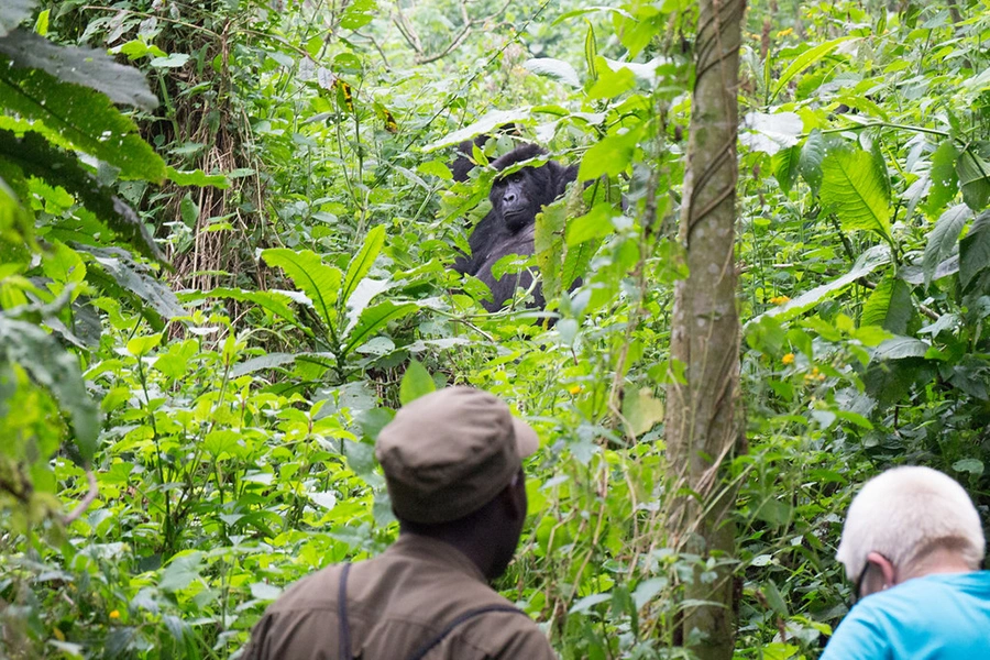 Gorilla and Chimp Safari from Kigali