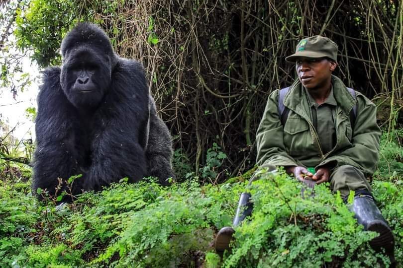 2 Days Gorilla Trek from Kigali