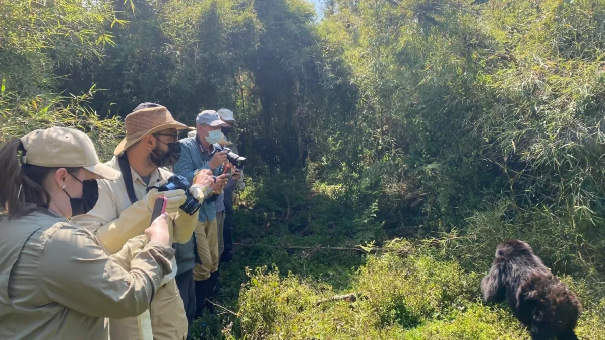 What Is a Typical Day on a Rwanda Gorilla Trekking Safari?