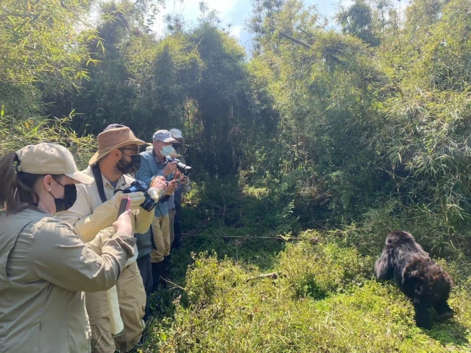 What Is a Typical Day on a Rwanda Gorilla Trekking Safari?