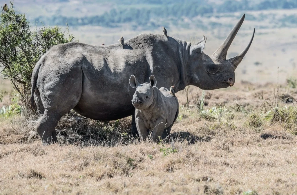 The Big Five in Akagera Where to See Them
