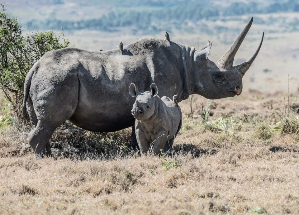 The Big Five in Akagera Where to See Them