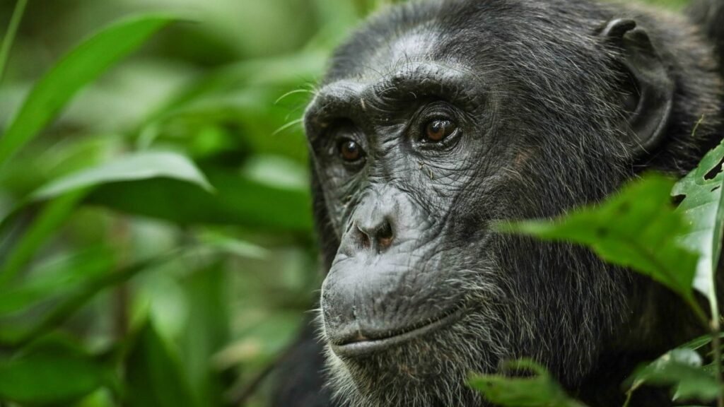 Kigali Gorilla Trek Itinerary
