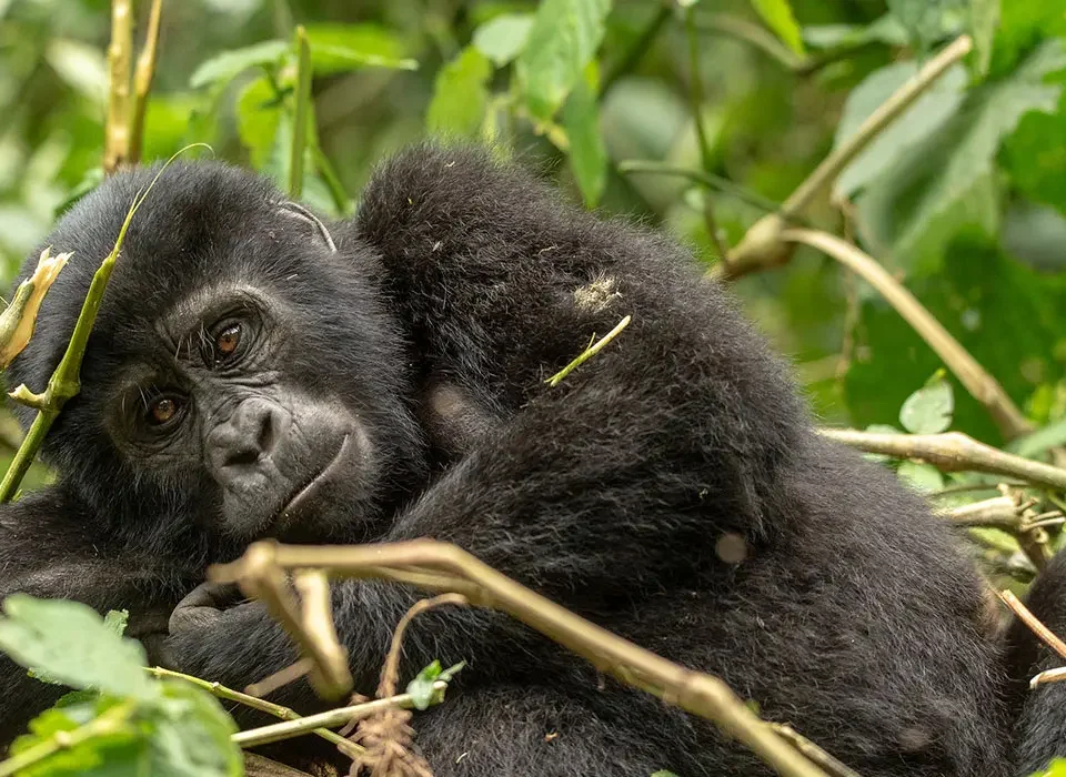 Rwanda Gorilla Trekking Age Limit