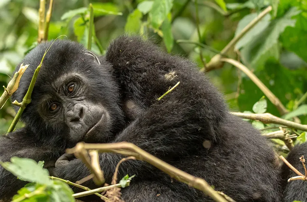 How Much Does Gorilla Trekking in Rwanda Cost?