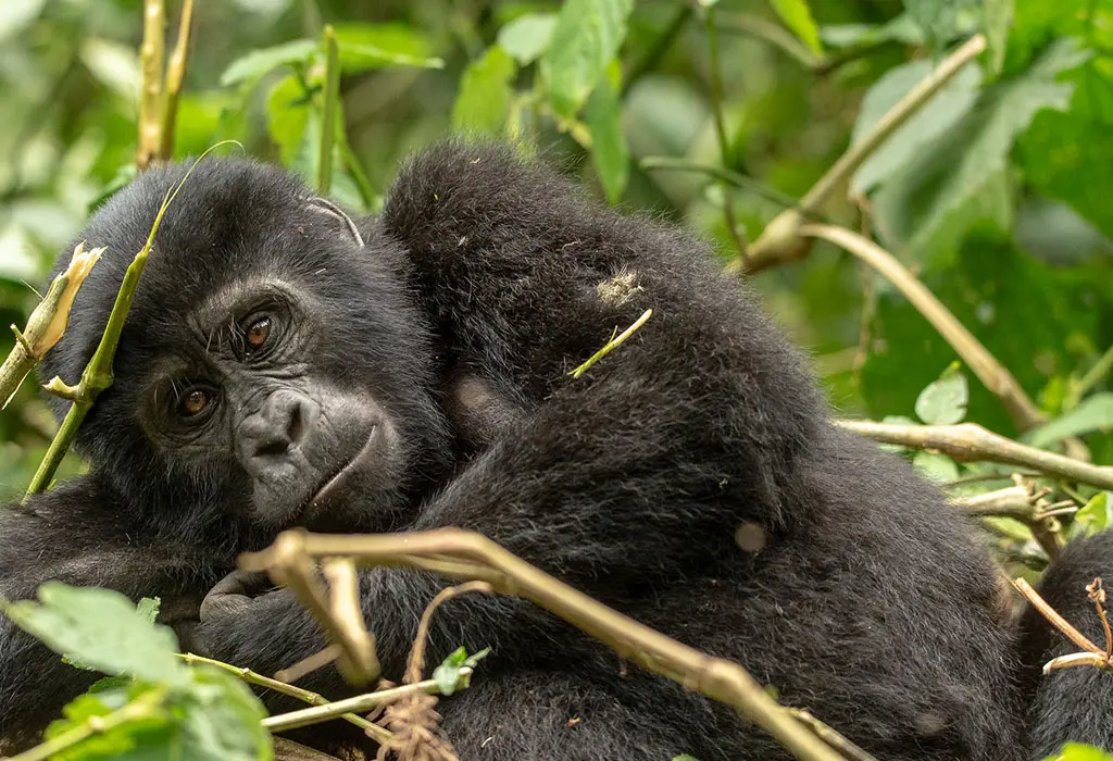Kigali Gorilla Trek Itinerary