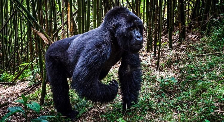 From Kigali to Rushaga Gorilla Trekking