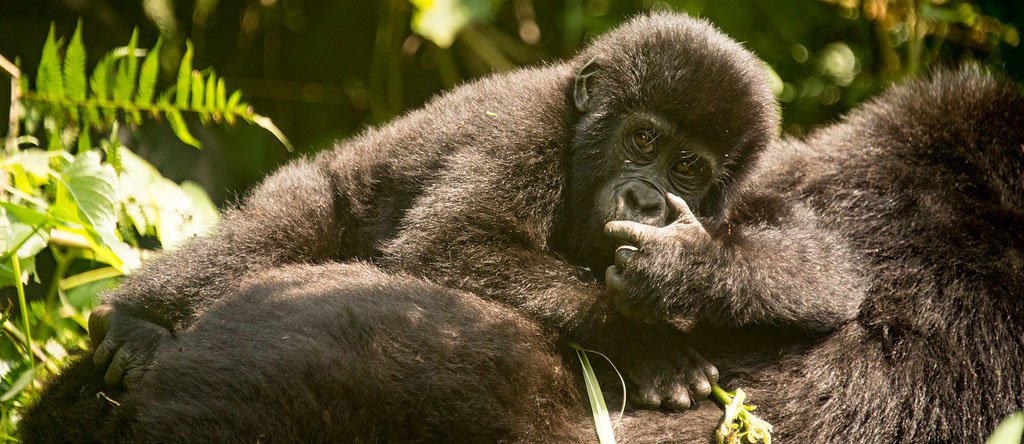 From Kigali to Rushaga Gorilla Trekking