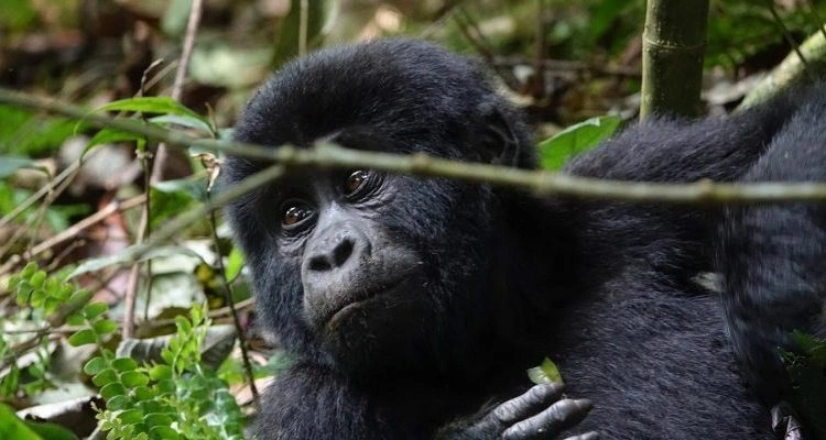Book Gorilla Trekking in Uganda