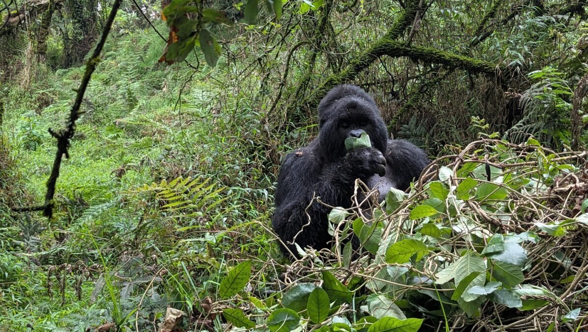 Which Gorilla Park in Uganda is Near From Kigali