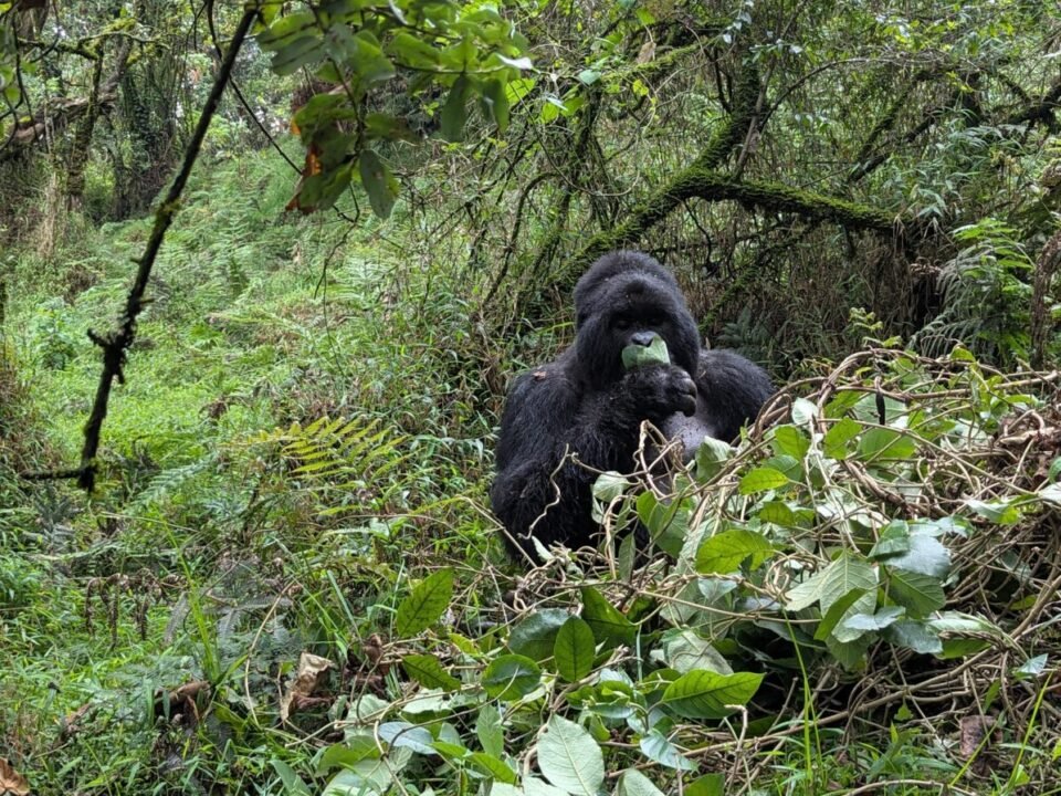 Which Gorilla Park in Uganda is Near From Kigali