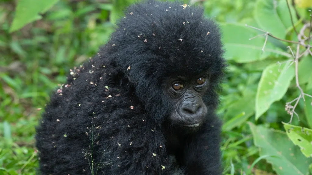 Can i go to Bwindi Through Cyanika Boarder from Kigali
