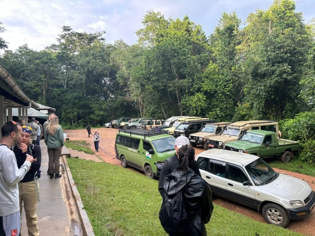 Private Gorilla Trek from Kigali