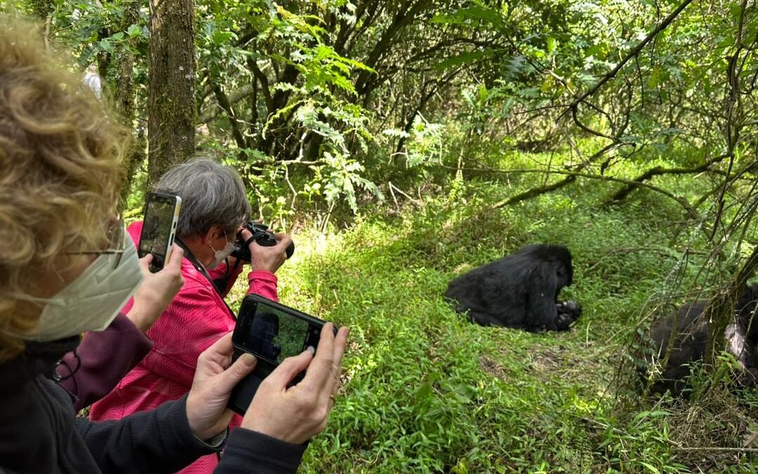 Gorilla Safari Deals from Kigali