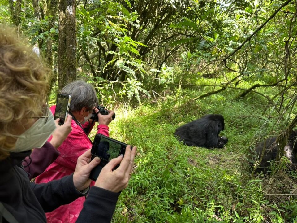 Gorilla Safari Deals from Kigali