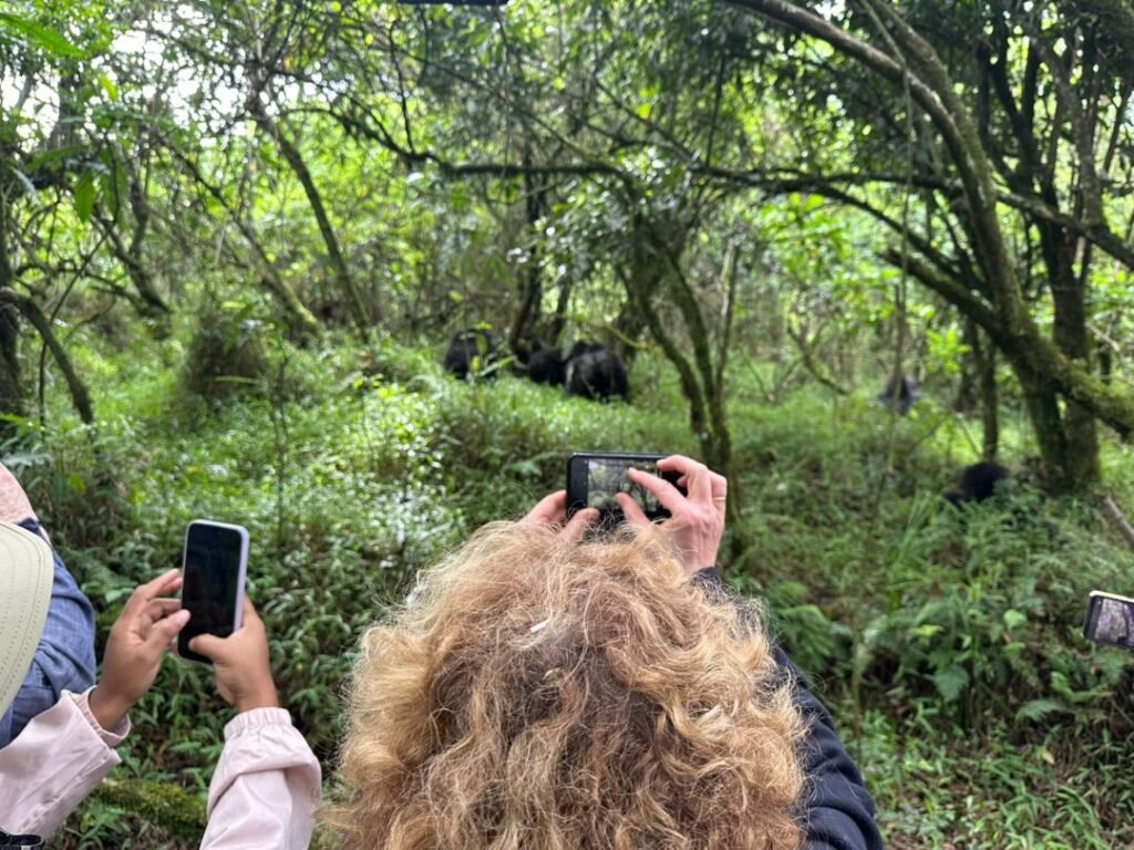 Best 1 Day Gorilla Trek from Kigali to Bwindi