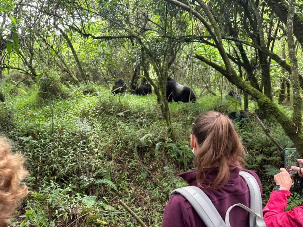 Last Minute Gorilla Trek from Kigali