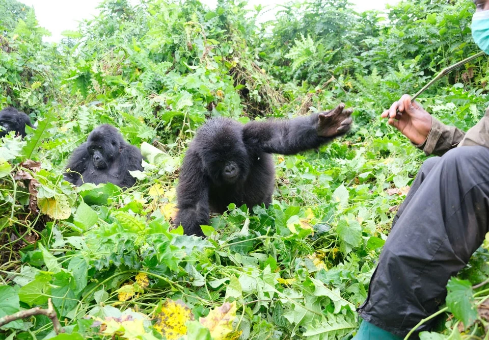 Kigali Gorilla Trek Itinerary