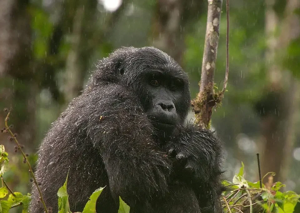 Kigali to Buhoma Gorilla Trek