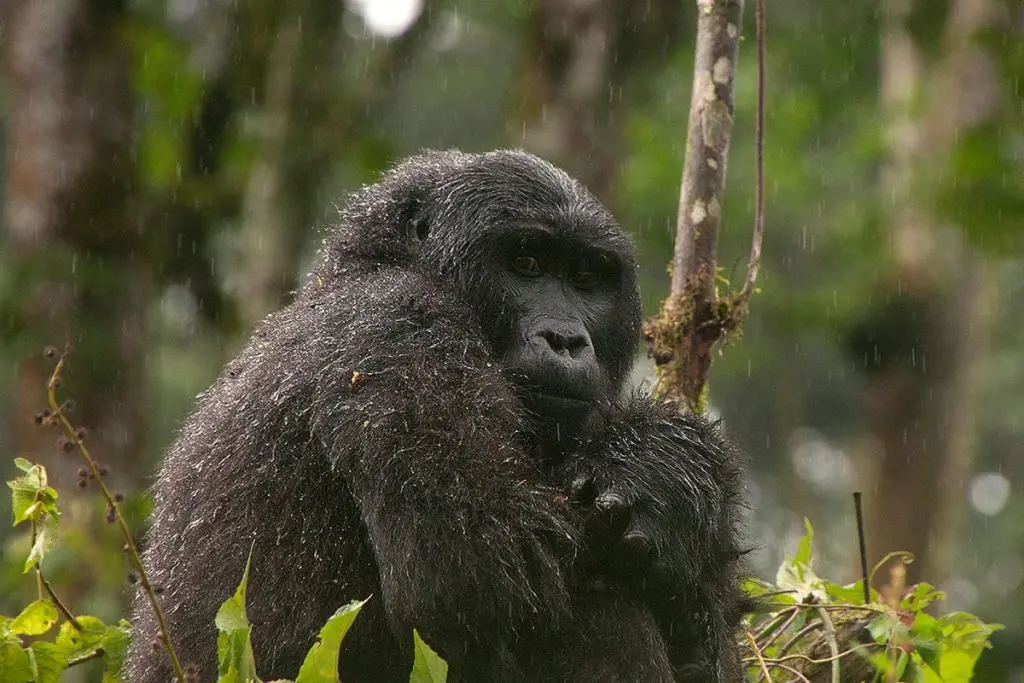 Kigali to Buhoma Gorilla Trek