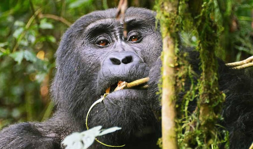 Top Selling Gorilla Tours in Uganda