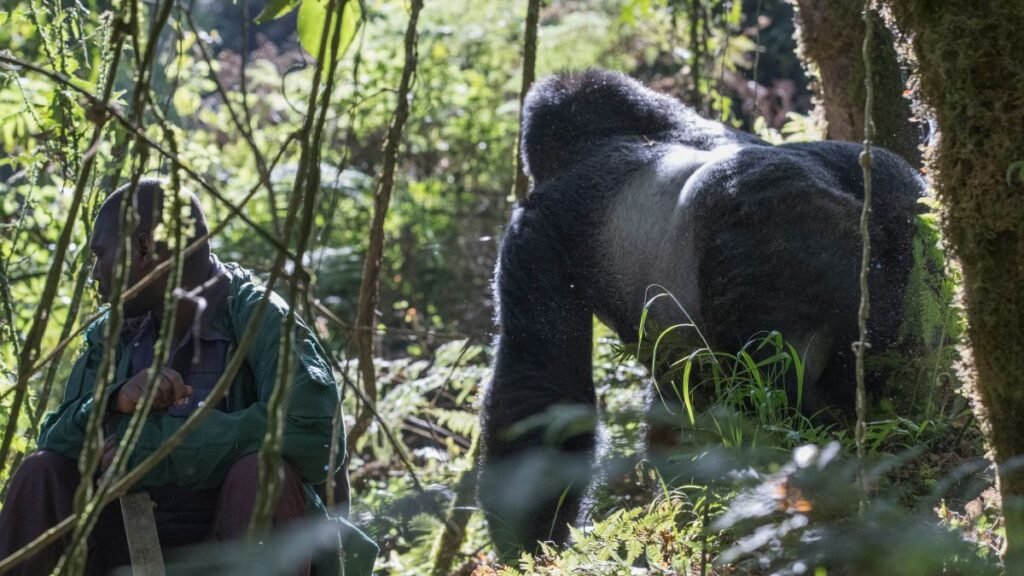 1 Day Gorilla Trekking from Kigali