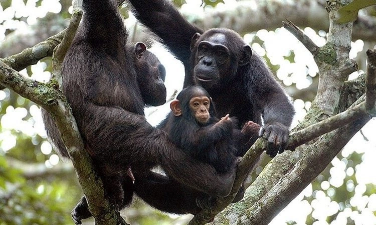 Chimpanzee Trekking Rwanda Cost: What Tourists Should Budget