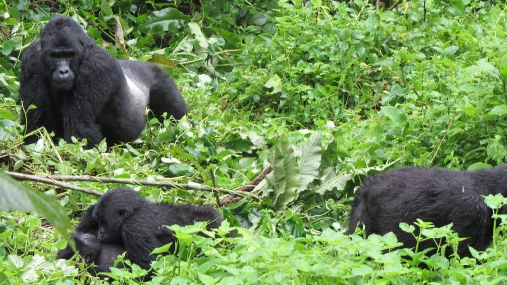 Kigali Gorilla Trek Itinerary