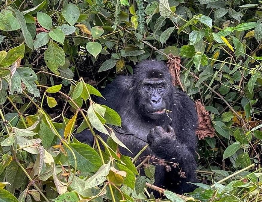 2 Days Gorilla Trek from Kigali