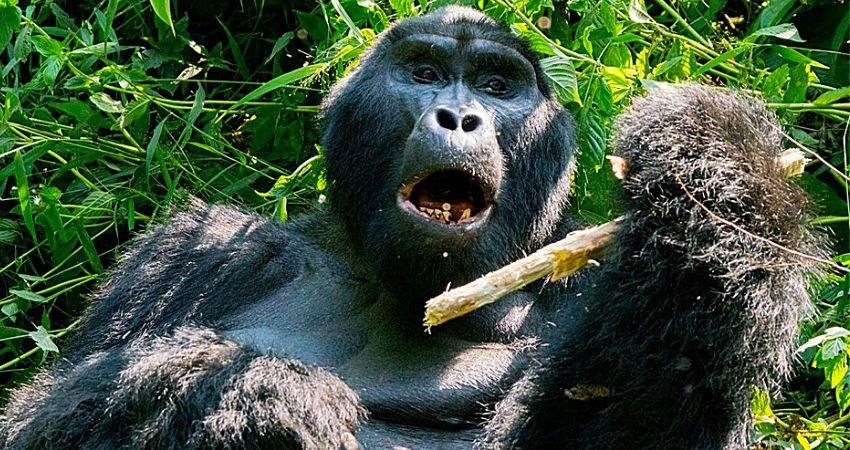 1 Day Gorilla Trekking from Kigali