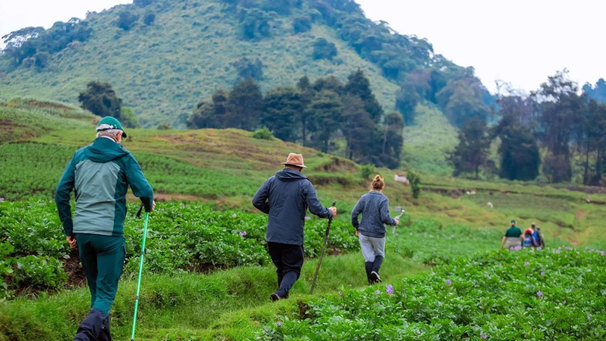 Gorilla Trek from Kigali for Europeans
