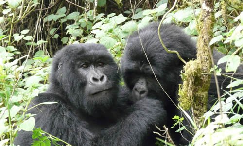 1 Day Gorilla Trekking from Kigali