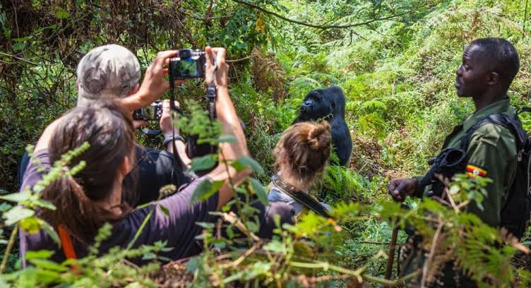 One day Gorilla Tour in Bwindi Picking up in Kigali