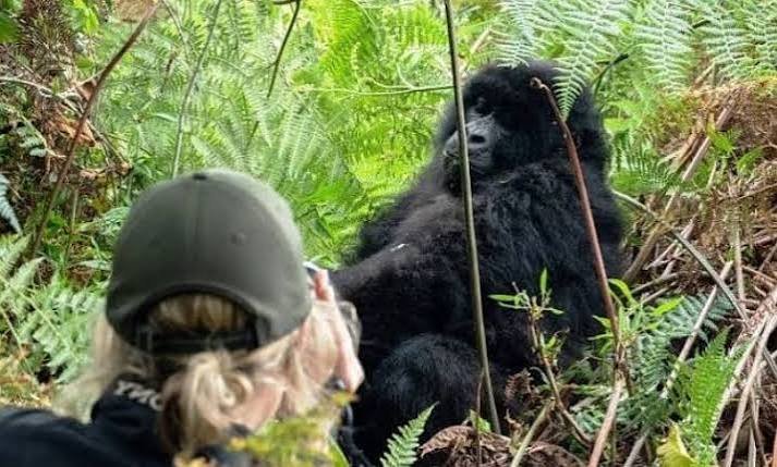 Gorilla Safari Deals from Kigali