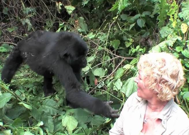 Gorilla Trek from Kigali for Solo Travelers