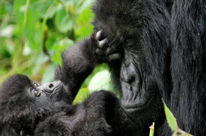 Kigali vs Entebbe for Gorilla Trekking