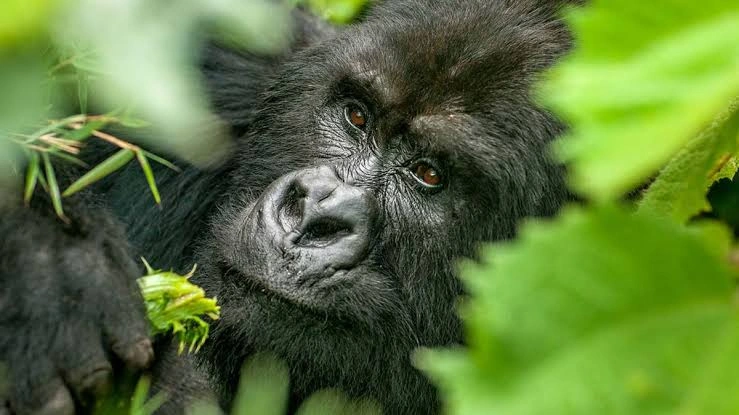 Can i do one gorilla in Mgahinga from Kigali?